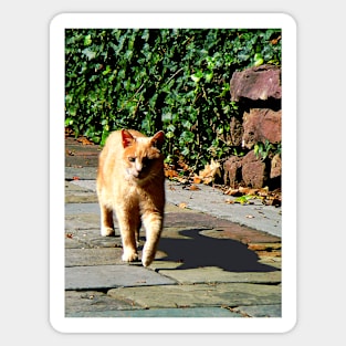 Cats - Orange Tabby Taking a Walk Sticker